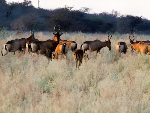 gabus game ranch