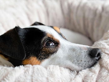 ibis budget nantes nord saint herblain