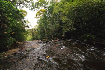 The Rainforest Ecolodge,Deniyaya>>Colombo,4 star
