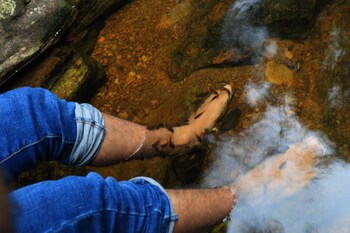 the rainforest ecolodge