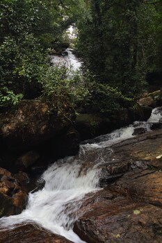 the rainforest ecolodge