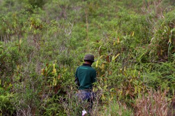 the rainforest ecolodge