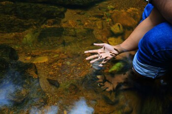 the rainforest ecolodge