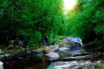 the rainforest ecolodge
