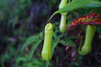 the rainforest ecolodge