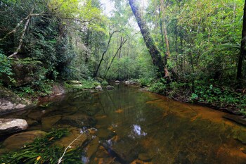 the rainforest ecolodge