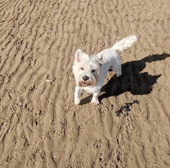 glendower hotel bw signature collection