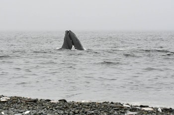 edge of the avalon inn