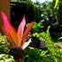 st lucia