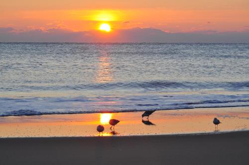 ocean city