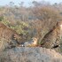 bushbuckridge