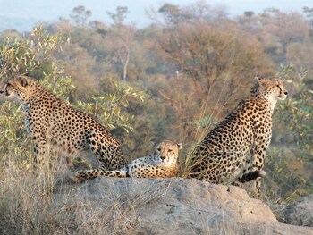 bushbuckridge