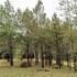 chales naturale campos do jordao cna