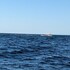 clarenville