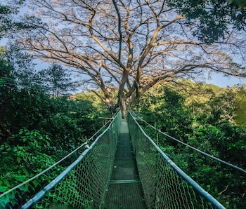 canas dulces costa rica