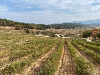 la vie en rose otel by sogutdagi