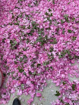 la vie en rose otel by sogutdagi