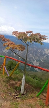 aratoca