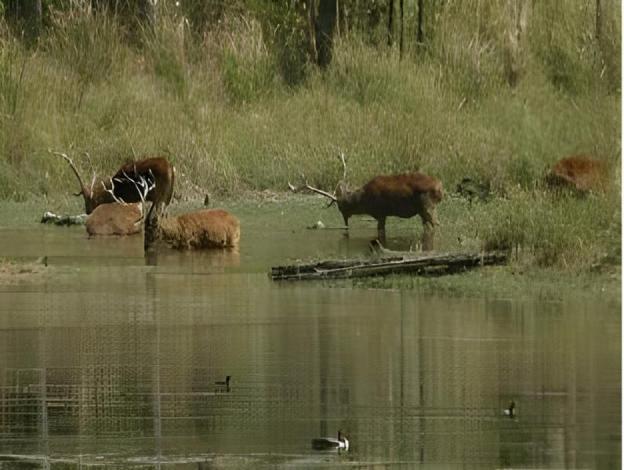 bison resort