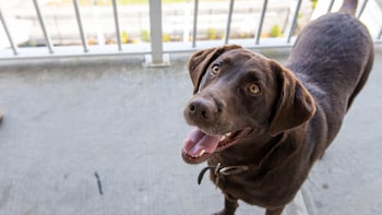 the barefoot mailman