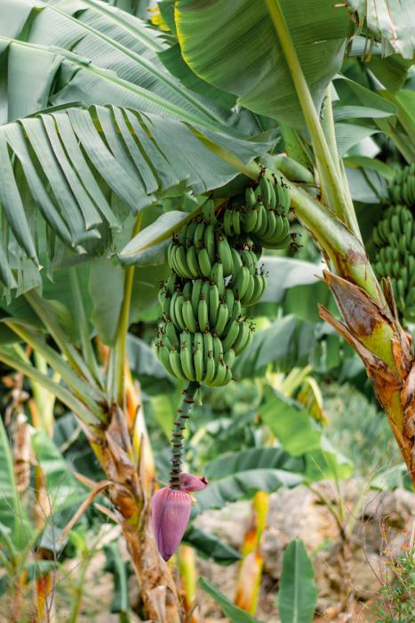 apes hill barbados golf resort