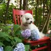 hydrangea house