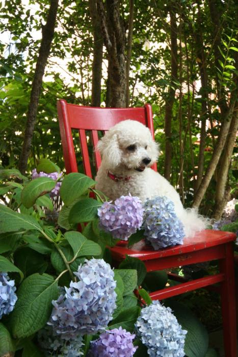hydrangea house