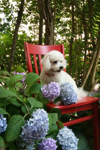 hydrangea house