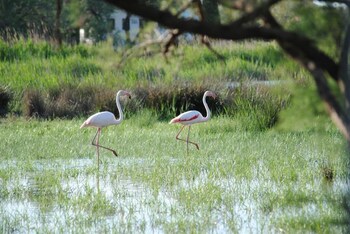 saintes maries de la mer