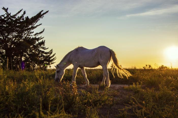 saintes maries de la mer