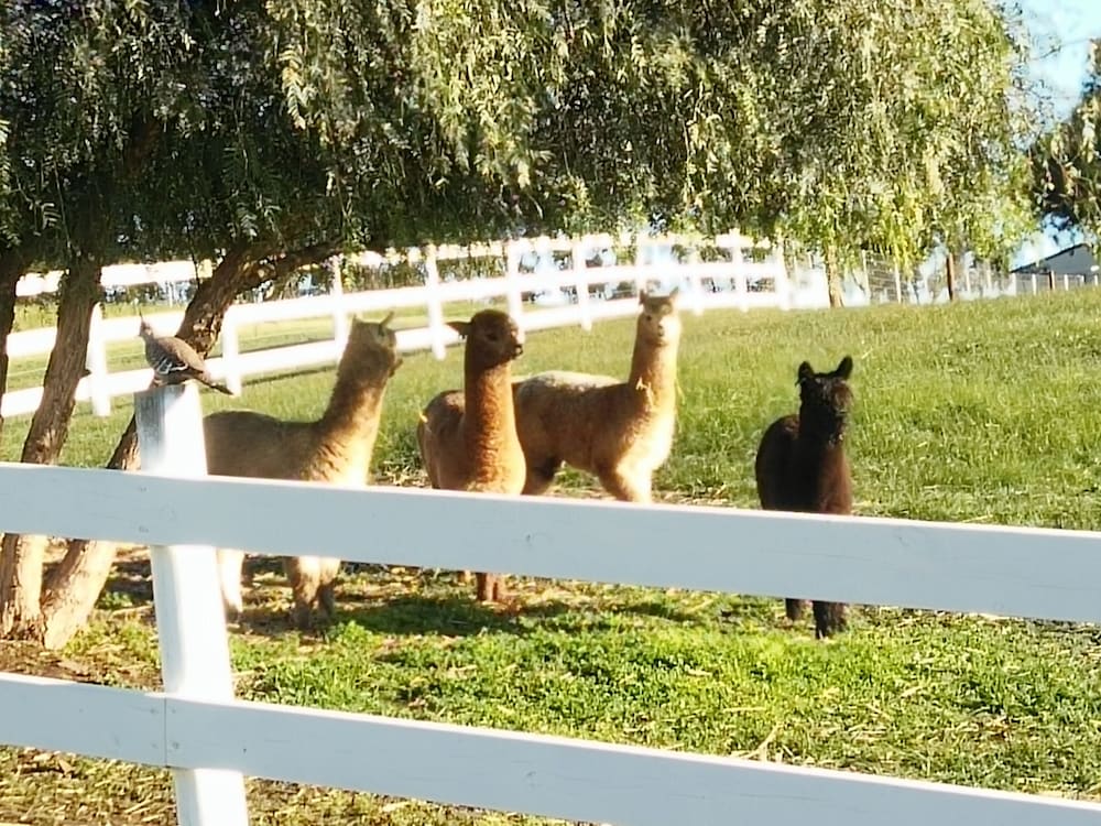 clare valley motel