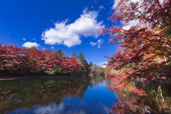 kyukaruizawa kikyo curio collection by hilton