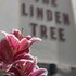 the linden tree