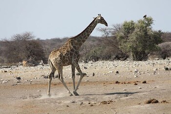 toko kamanjab lodge and safari