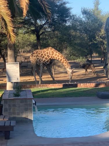 hotel otjibamba lodge