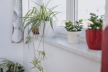 appartements sulzer top 31