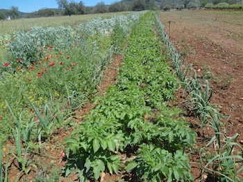 agroturismo sa vinya den palerm