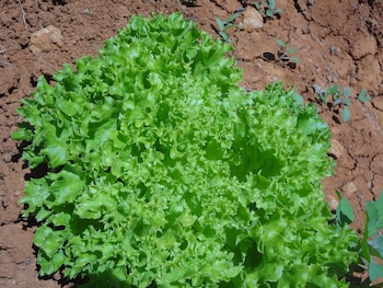 agroturismo sa vinya den palerm