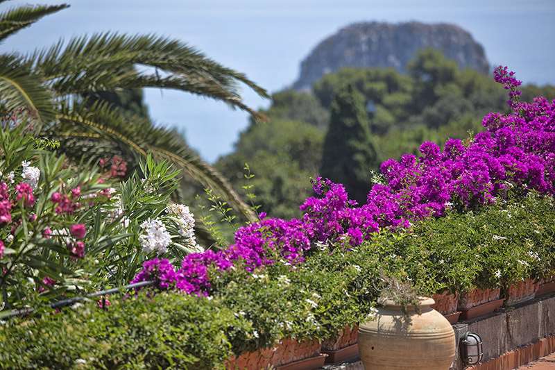 sina flora capri