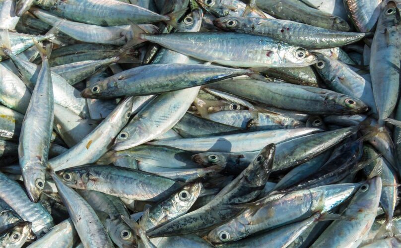 grand aquarium hotel pangandaran