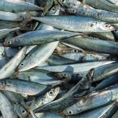 grand aquarium hotel pangandaran