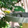 bird hotel