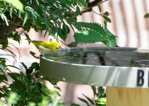 bird hotel