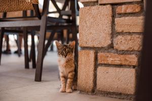 lambis studios and apartments