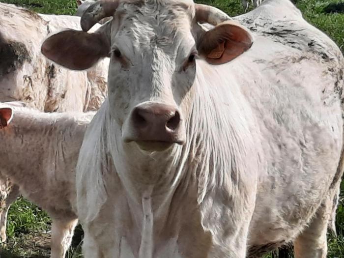 hotel le manoir de la barbacane
