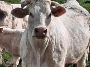 hotel le manoir de la barbacane