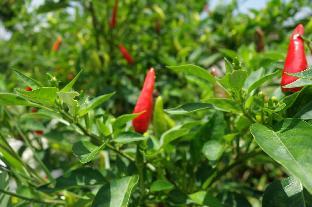 elephant garden bandb