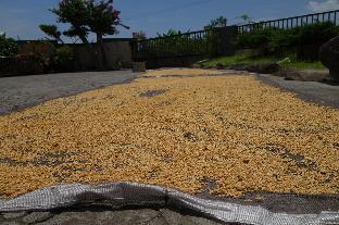 elephant garden bandb