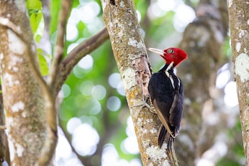 elida lodge monteverde