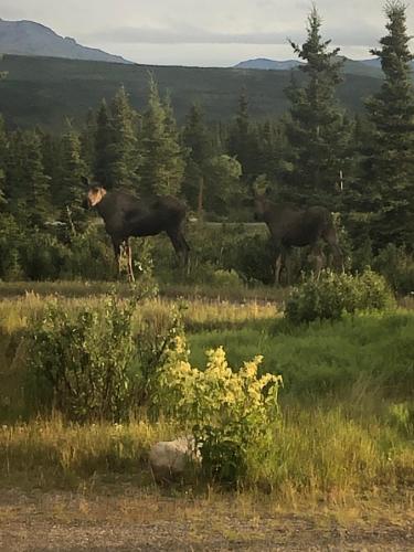 denali park hotel